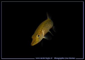 Young Pike Fish on the Hunt... Que du bonheur... :O)... by Michel Lonfat 